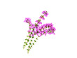 Purple Heather Isolated