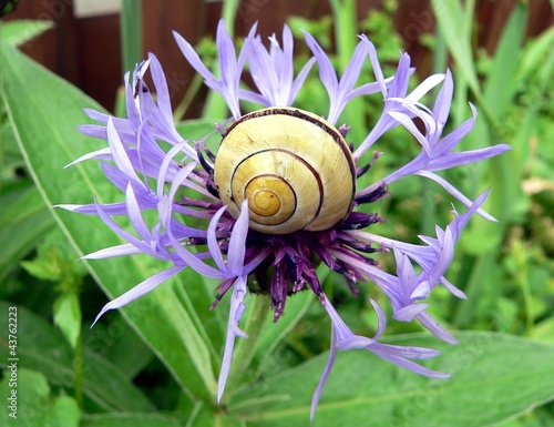 Photo: Schnecke auf Flockenblume Schnecke auf Flockenblume