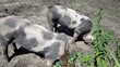 Video: pigs in the mud pigs in the mud