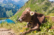 Im Allgäu