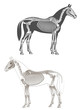 Skeleton horse