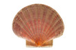 scallop shell or shell of Saint James