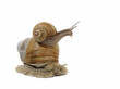 Eine Schnecke trägt die andere