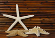 starfish with bamboo in background