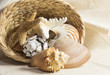 shells in a basket