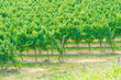 Photo: Vineyard on a bright summer day Vineyard on a bright summer day