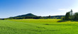 Panorama with green meadow