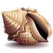 Conchiglia-Seashell-Vector