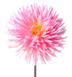 dahlia