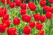 Foto: Garden with tulip flowers in summer Garden with tulip flowers in summer