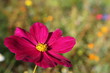 große purpurne Blüte auf Blumenwiese