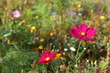 2 Blüten auf Blumenwiese