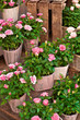 Rosa Topfrosen, Floristik, Blumenhandel, Zwergrosen