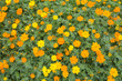 yellow cosmos flower