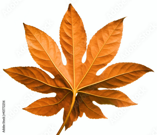 Foto: red leaf isolated on white background - back side red leaf isolated on white background - back side