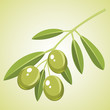 Olive branch