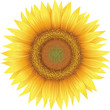 Flower of sunflower, isolated on white, vector