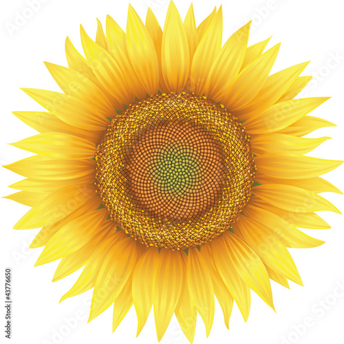 Vector: Flower of sunflower, isolated on white, vector Flower of sunflower, isolated on white, vector