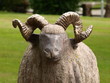 Schafbock