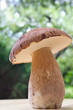 Foto: Steinpilz (Boletus) Steinpilz (Boletus)