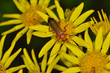 Red Sodier beetle on feeding on ragwort