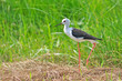 Black-winged Stilt bird