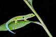 Photo: peacock day gecko, phelsuma quadriocellata peacock day gecko, phelsuma quadriocellata