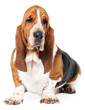 Photo: A perfect representative of his breed A perfect representative of his breed