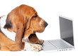 So easy to use that even a dog could do it