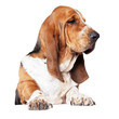 He's a distinguished breed of dog