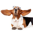What big ears you have!