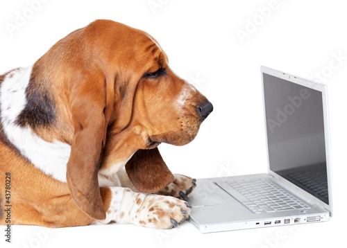 Photo: So easy to use that even a dog could do it So easy to use that even a dog could do it
