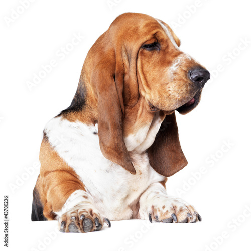 Photo: He's a distinguished breed of dog He's a distinguished breed of dog