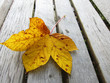gelbes Ahornblatt auf einer Bank im Herbst 2