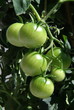 Tomaten
