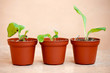 Foto: pods with young plants pods with young plants
