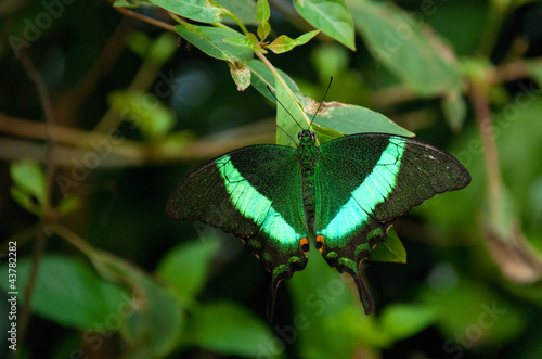 Foto: green butterfly open wings green butterfly open wings