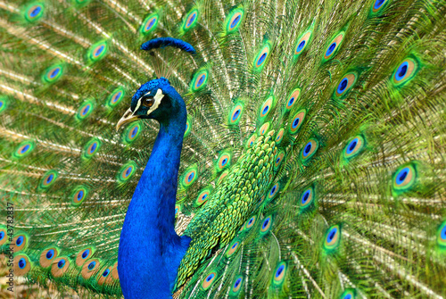 Photo: Majestätischer Pfau Majestätischer Pfau