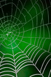 Morning dew. Shining water drops on spiderweb over green forest