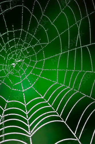 Photo: Morning dew. Shining water drops on spiderweb over green forest Morning dew. Shining water drops on spiderweb over green forest