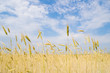 rye