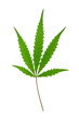 leaf of hemp