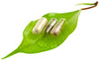 concept phytothérapie, médecine douce
