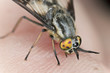 Twin-lobed deerfly (Chrysops relictus) sucking blood from human