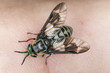 Twin-lobed deerfly (Chrysops relictus) sucking blood from human