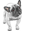 vector sketch domestic dog French Bulldog breed
