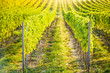 Detail of vineyard in Palava, Czech Republic