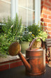 Foto: Flowers and herbs on window ledge Flowers and herbs on window ledge