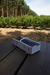 Blaubeeren