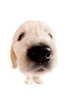 Funny golden retriever puppy